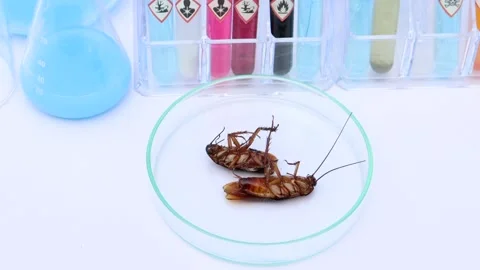 Scientific experiments with  Cockroach in the laboratory Stock Footage 167057277