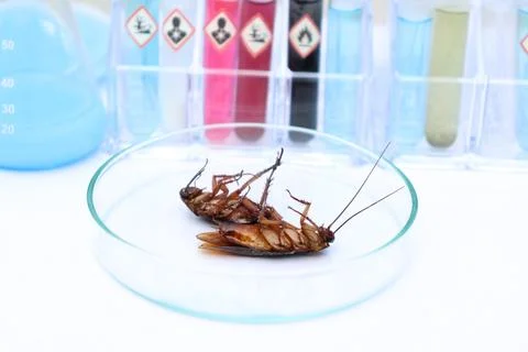 Scientific experiments with  Cockroach in the laboratory Foto stock