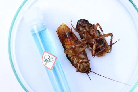 Scientific experiments with  Cockroach in the laboratory Stockfoto's