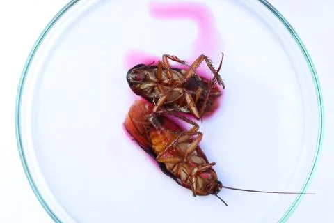 Scientific experiments with  Cockroach in the laboratory Stockfoto's