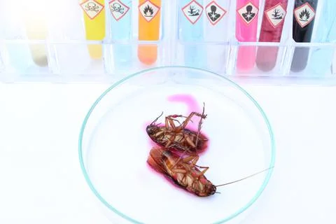 Scientific experiments with  Cockroach in the laboratory Stockfoto's