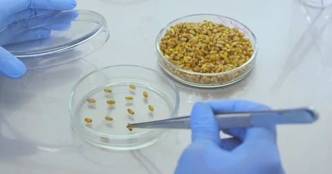 Scientific experiments with grains Stock Footage 78877581