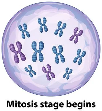 Scientific Illustration of Chromosomes Inside a Cell During Mitosis Stage Stock Illustration