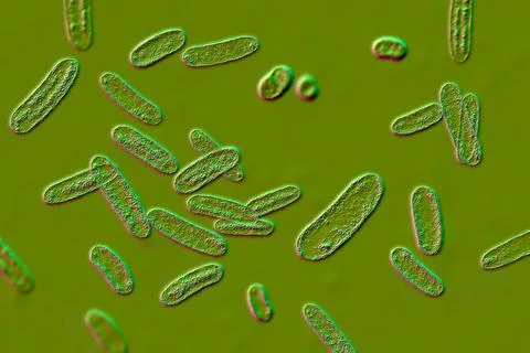 Scientific image of bacteria Citrobacter, Gram-negative bacteria from Enterob Stock Illustration