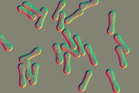 Scientific image of bacteria Corynebacterium showing their characteristic mor Stock Illustration