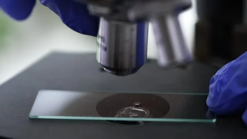 Scientific laboratory worker manipulating glass slide with tick specimen Stock Footage 310429953