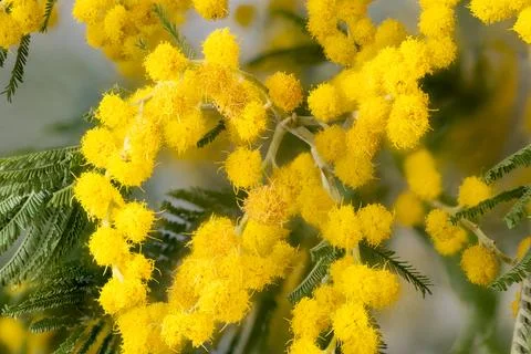 Scientific macro image displaying textured mimosa pollen grains in detail. Highr Stock Photos