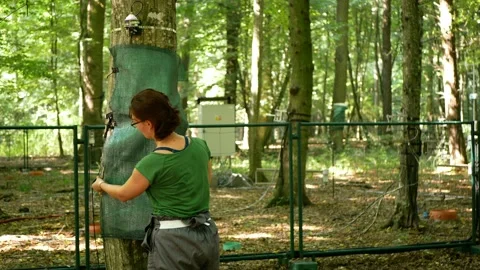 Scientific measurement tree sap flow transpiration science station scientist Video stock 212760860