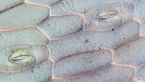 Scientific Microscopy of Tradescantia discolor Leaf Tissue, microscope 400x 動画素材 320375254