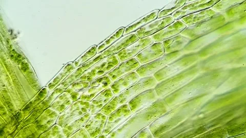 Scientific Microscopy Video of Moss Leaf Tissue, 400x magnification Stock-Footage 320457558