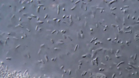 Scientific Observation of Live Bacteria, microscope 1000x Vidéo 317141082