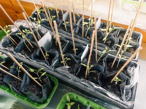 The scientific principles behind supporting young plants Foto stock