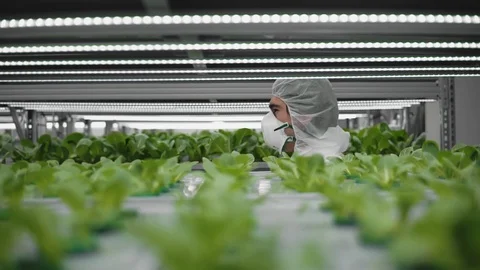 Scientific research in biology, modern agriculture and genetic engineering Stock Footage 125308103