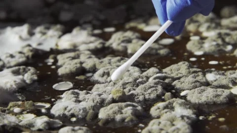 Scientific research on mold. A lab technician's hand in a blue rubber glove Stock Footage 159003844