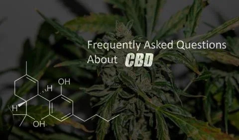Scientific study of chemical elements in marijuana. Chemical formula of CBD C Stock Photos