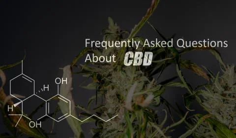 Scientific study of chemical elements in marijuana. Chemical formula of CBD C Stock Photos