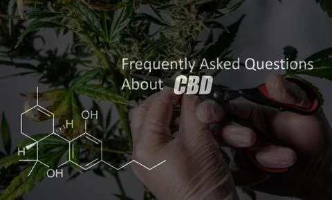 Scientific study of chemical elements in marijuana. Chemical formula of CBD C Stock Photos