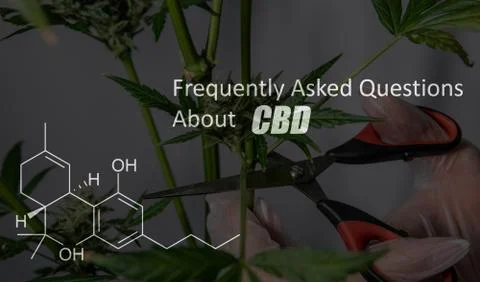 Scientific study of chemical elements in marijuana. Chemical formula of CBD C Stock Photos