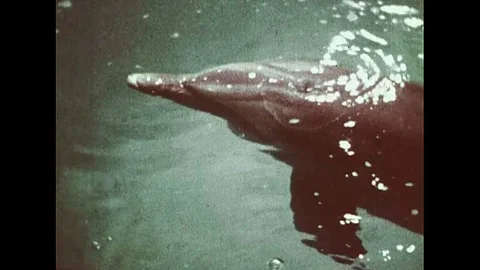 Scientific study of how whales sleep, in 1970. Stock Footage 106040004
