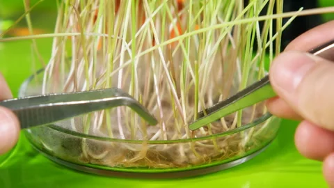 Scientific video in the field of biochemistry Stock Footage 123267258