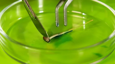 Scientific video in the field of biochemistry Stock Footage 123267817