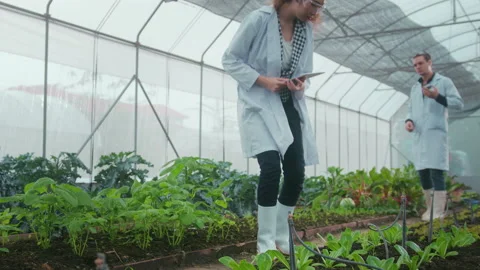 Scientis are analyzing organic vegetables plants in greenhouse , concept of a Vídeo Stock 205549461