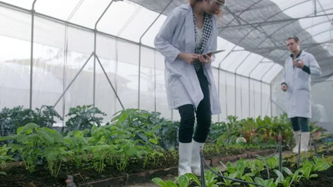 Scientis are analyzing organic vegetables plants in greenhouse , concept of a Stock-Footage 205549485
