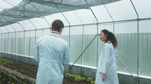 Scientis are analyzing organic vegetables plants in greenhouse , concept of a Stock Footage 205549709