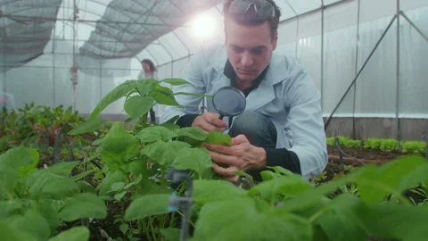 Scientis are analyzing organic vegetables plants in greenhouse , concept of a Stock-Footage 205549741