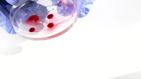 Scientist adding blood sample on petri dish Stock Footage 149371075