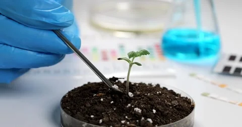 Scientist adds complementary fertilizer to green plant with soil in laboratory Stock Footage 263565083