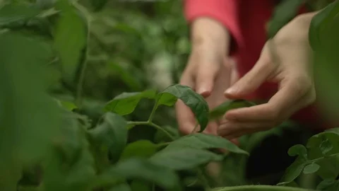 Scientist agronomist doing inspection in corn field. Keeping track of quality Stock Footage 101220386