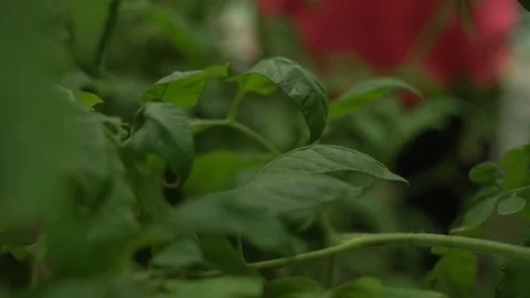 Scientist agronomist doing inspection in corn field. Keeping track of quality Stock Footage 101220475