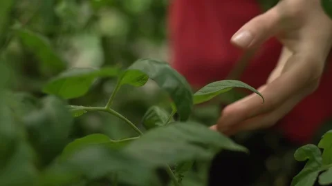 Scientist agronomist doing inspection in corn field. Keeping track of quality Stock Footage 101220570
