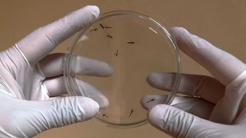 Scientist analyze zika and dengue mosquitoes. Stock Footage