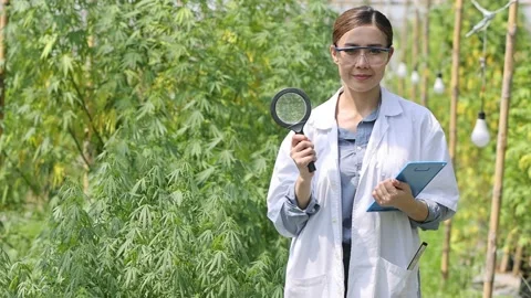 Scientist Analyzing and researching hemp oil extracts,  Concept of herbal alt Stock Footage 198979952