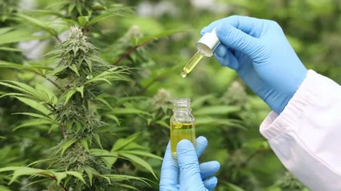 Scientist Analyzing and researching hemp oil extracts,  Concept of herbal a.. Stock Footage 336935665