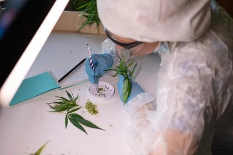 A scientist is analyzing cannabis samples in a controlled laboratory environment Stock Photos