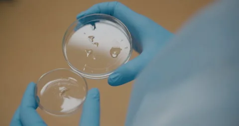Scientist Analyzing Petri Dishes Close Up Stock Footage 318594820