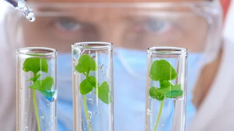Scientist analyzing plants. Close-up shot. Vídeos de archivo 74497230