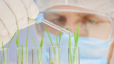 Scientist analyzing plants. Close-up shot. Stock Footage 75526354