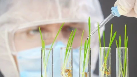 Scientist analyzing plants. Close-up shot. Stock Footage 75778343
