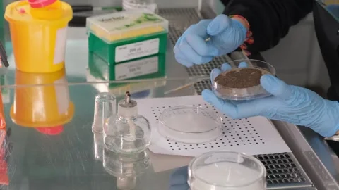 Scientist Analyzing Soil Sample in Petri Dish Stock Footage 305778088