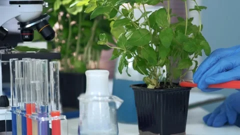 Scientist applying red liquid to potted plant in laboratory Stock Footage 340984193