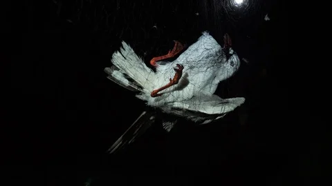 Scientist approaches seagull caught in mist net for scientific research Stock Footage 105570211