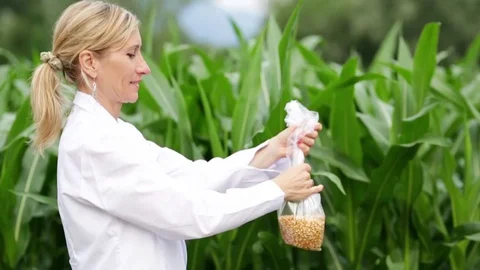 Scientist with a bag of corn Stock Footage 112759525