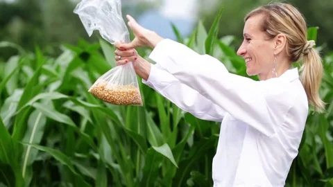 Scientist  with a bag of corn Stock Footage 112759547