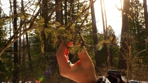Scientist biologist studying lichens in the forest Stockbeeldmateriaal 74256041