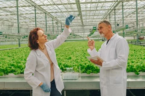 Scientist biologists take samples nutrient medium of roots in test tube Stock Photos