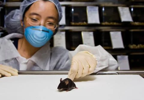 Scientist with black mouse Stock Photos
